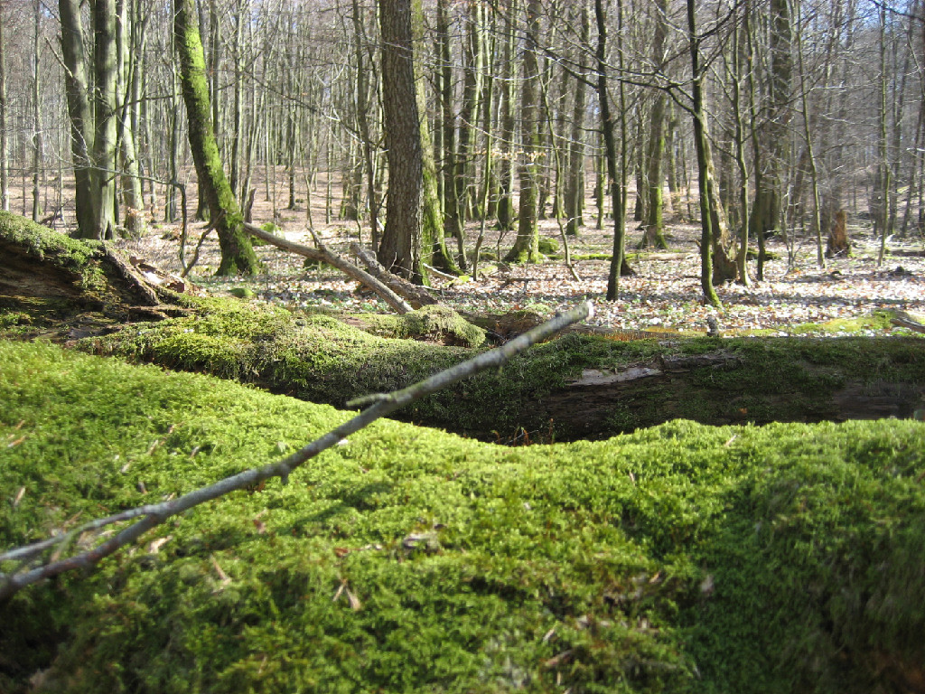 green grassy mounds in forest